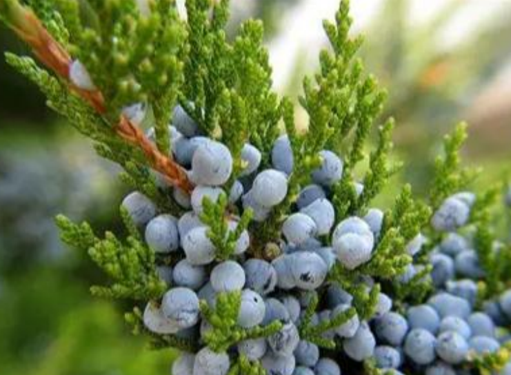 杜松籽油 - 广州新丝美生物科技有限公司